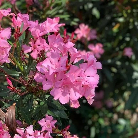 Casa Mitila Bardolino