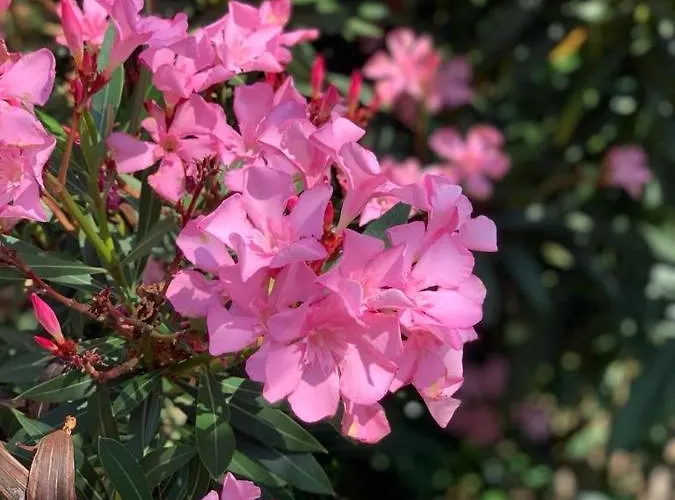 Casa Mitila Bardolino